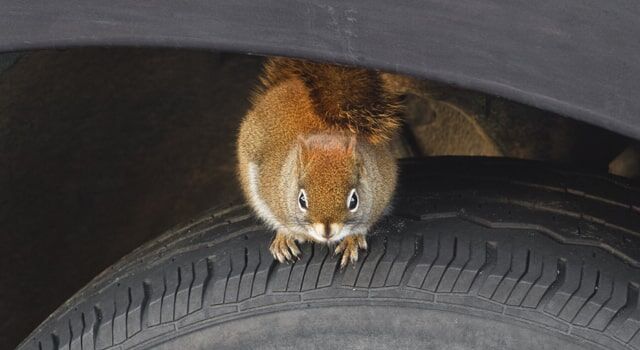 Does Car Insurance Cover Rodent Damage: Protect Your Vehicle